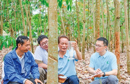 一棵橡膠樹，三代育種人