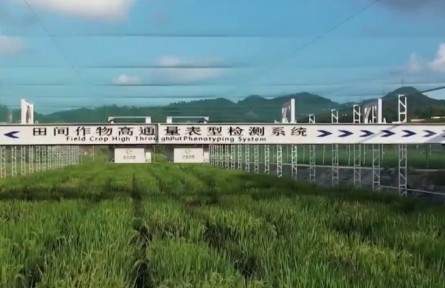 湖北:人工智能加持 作物育種提速