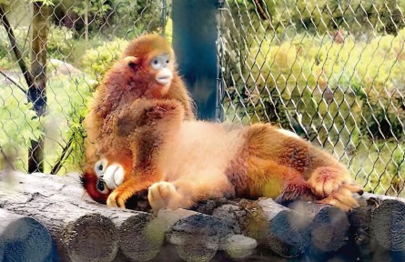 “有意思”的動(dòng)物究竟有沒有“意識(shí)”