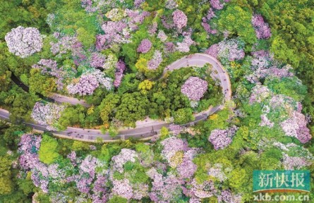 點(diǎn)“石”成綠！廣東石漠化沙化地區(qū)植被蓋度超80％