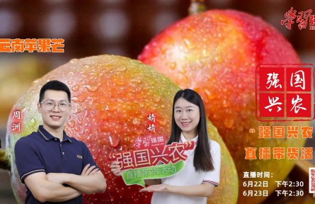 半夏時光，芒果飄香，明天下午2:30，“強國興農”直播帶貨活動邀您收看