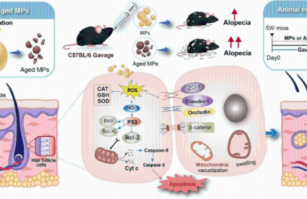 我國(guó)學(xué)者揭示微塑料可致脫發(fā)