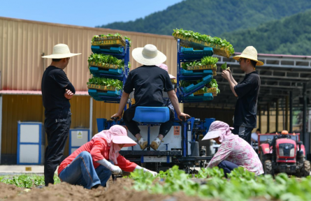 陜西太白 這里的高山蔬菜“高”在哪？