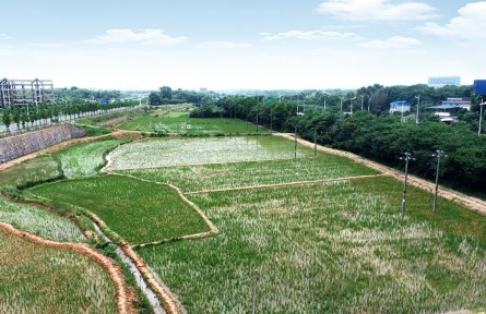 全國土地日|湖南株洲四級田長話耕?！羝鸺Z食安全的重任