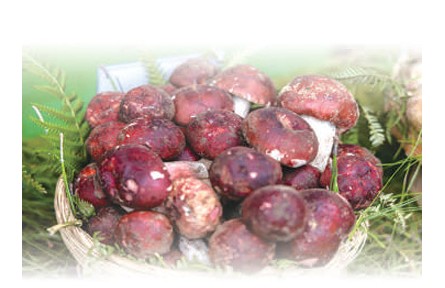 野生菌物種有多豐富？
