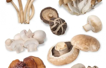 “菇”勇者們，路邊的“傘傘”莫要采！