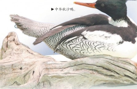 國(guó)家自然博物館“周歲展” 超九成展品首次與觀眾見(jiàn)面