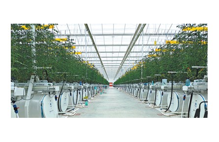 現(xiàn)代設施種植，讓“菜籃子”拎得更穩(wěn)當