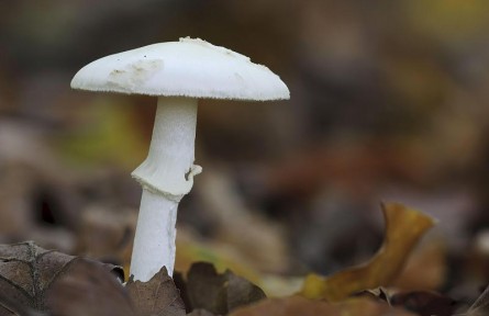 辟謠|毒蘑菇鑒別“妙招兒”靠譜嗎？