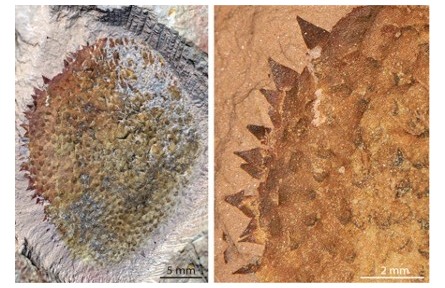 5.14億年前的寒武紀多刺世山蟲揭密軟體動物起源