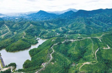 江西贛州，奔跑在油茶產(chǎn)業(yè)高質(zhì)量發(fā)展路上的示范者