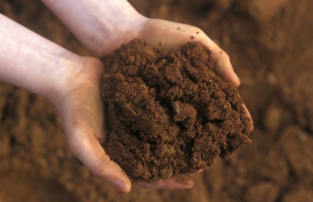 科技名詞|暗棕壤 dark brown forest soil，dark brown soil