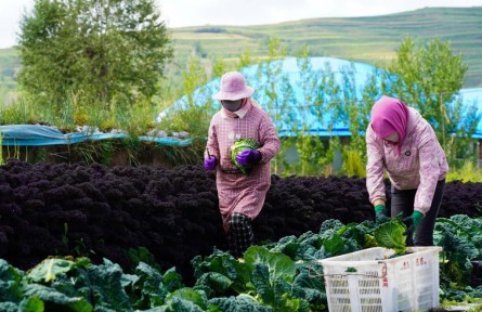 青藏高原冷涼蔬菜何以走熱？