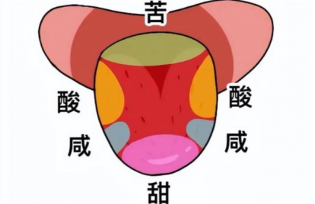 辟謠|“舌尖嘗甜，舌根嘗苦”？你以為的舌頭“味覺地圖”，其實是假的