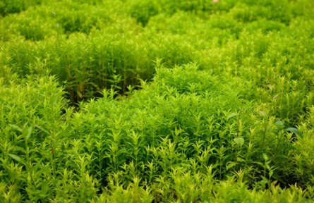 在云南西雙版納，種“草”何以生“金”？