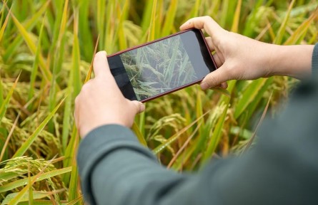 網(wǎng)上種田、養(yǎng)牛能暴富？小心落入這類陷阱