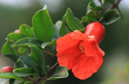 辟謠|石榴、李子、蘋果……綠化帶的水果能吃嗎？