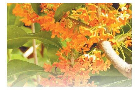 桂花有多少品種？