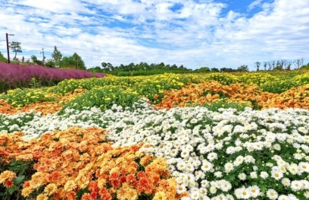 菊花，花中君子，可藥可食