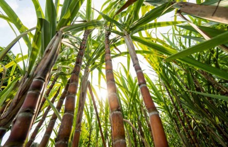 我國食糖消費量世界第二 甘蔗引種有哪些重要意義？需要注意什么？