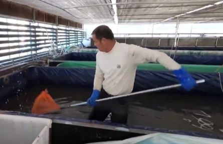 新疆兵團(tuán)：特色養(yǎng)殖敲開(kāi)“致富門(mén)”