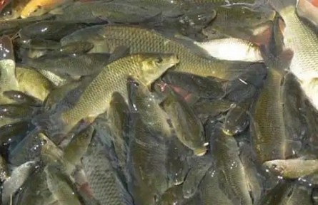 冬季如何預防魚缺氧？