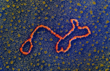 科技名詞|轉(zhuǎn)座子 transposon；Tn