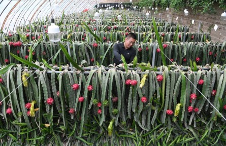 熱帶水果何以“扎根”戈壁灘？