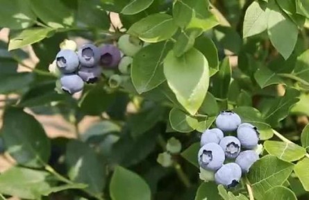 高質量發(fā)展“靖”行時|高原魚米鄉(xiāng) 藍莓孕育生機與希望