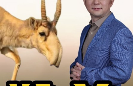 戈壁沙漠里的高鼻羚羊，為啥要長個大象鼻子