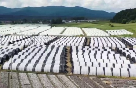 吉林：食用菌產(chǎn)業(yè)鏈條延伸 價值持續(xù)攀升