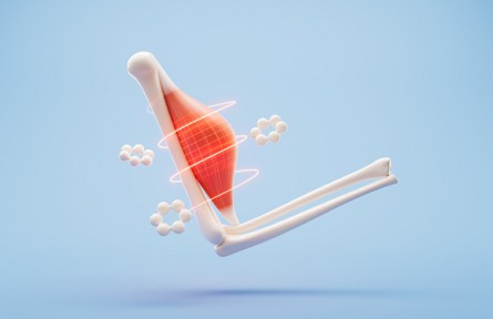 肌肉線條分明才是健康的好身材？