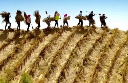 防風固沙有妙招！解析“三北”工程的綠意密碼