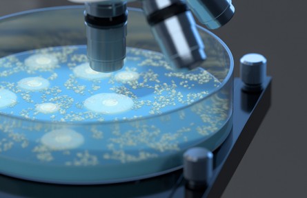 科技名詞|菌落 colony