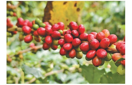 憑借獨(dú)特風(fēng)味和品質(zhì)走俏國(guó)際市場(chǎng)——云南咖啡 香飄世界