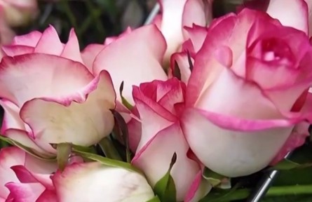 【一線調(diào)研】黃土高原玫瑰紅