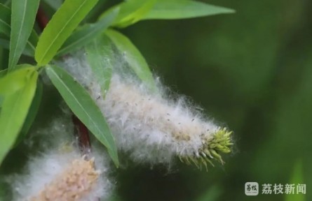 應(yīng)對“飛絮”季，南林大楊樹育種專家一次性給你講清楚！