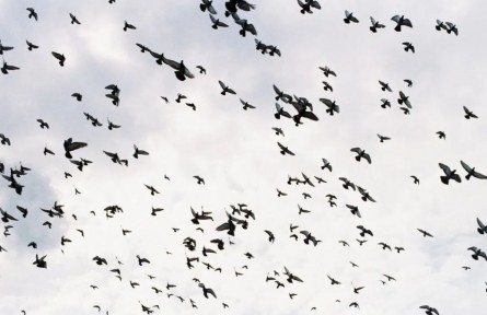 動(dòng)物真的能預(yù)測(cè)地震？