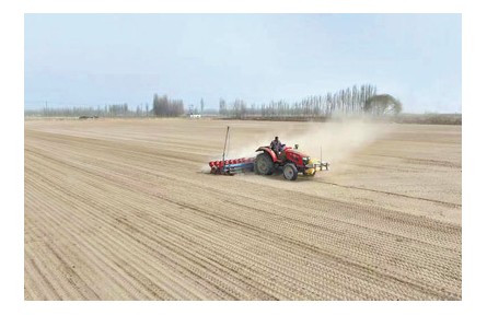 不育秧、不插秧，沙漠邊緣種水稻