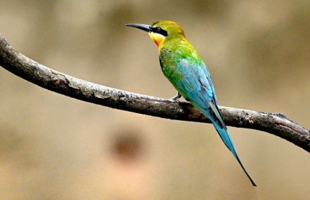 栗喉蜂虎“回鄉(xiāng)省親”了！