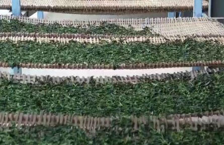 云南：春茶飄香 多地開啟采茶“增收季”