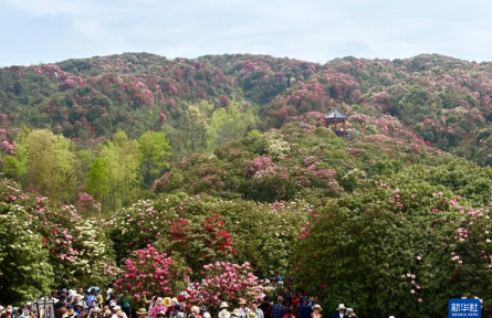 貴州畢節(jié)：百里杜鵑綻放“美麗經(jīng)濟(jì)”