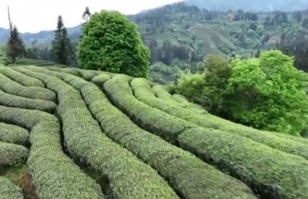 福建武夷山：谷雨采茶 茶旅融合促消費