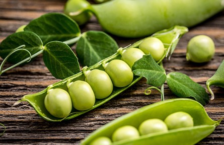 痛風(fēng)、高尿酸人群不能吃豌豆？