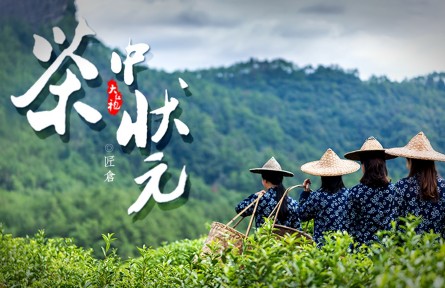 從三株茶樹到百畝茶田，他是當(dāng)之無愧的“大紅袍之父”