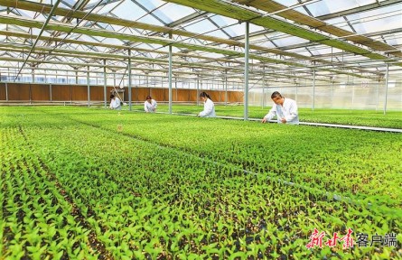 增速6.6%！甘肅農(nóng)業(yè)發(fā)展蹄疾步穩(wěn)