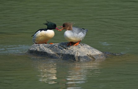 生態(tài)環(huán)境法典草案 draft of environmental code