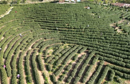 湖北大冶：白茶年產(chǎn)值突破2億元