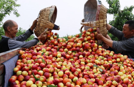 湖北宜城：油桃豐收采摘忙 果香四溢產(chǎn)銷旺