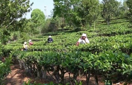 云南：傳統(tǒng)與創(chuàng)新共“舞” 繪就云茶發(fā)展新畫卷